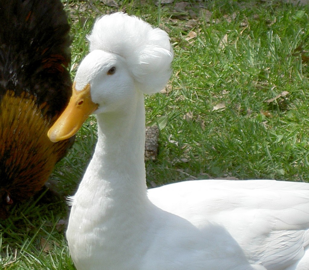 a noteworthy duck