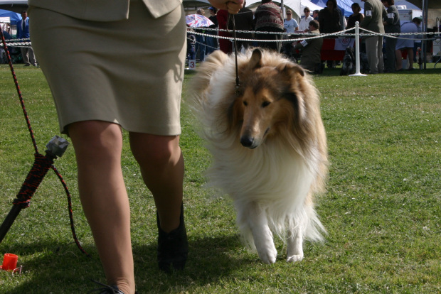 Do Dogs Poop Gold? Yep They are the New Golden Goose!